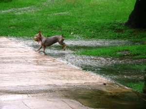 Sandals and overflow of rain