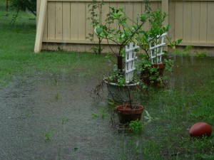 flowers in rain