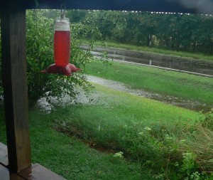 hummingbird feeder and r