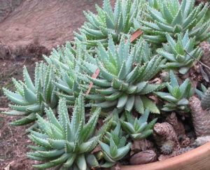 Aloe-brevifolia-Short-leaved-Aloe1